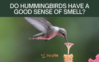 Do Hummingbirds Have a Good Sense of Smell?